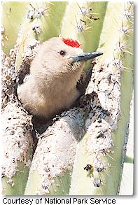 Gila Woodpecker (Saguaro National Park)