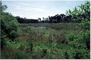 Fort Caroline National Memorial - Spanish Pond
