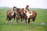 Assateague Island National Seashore